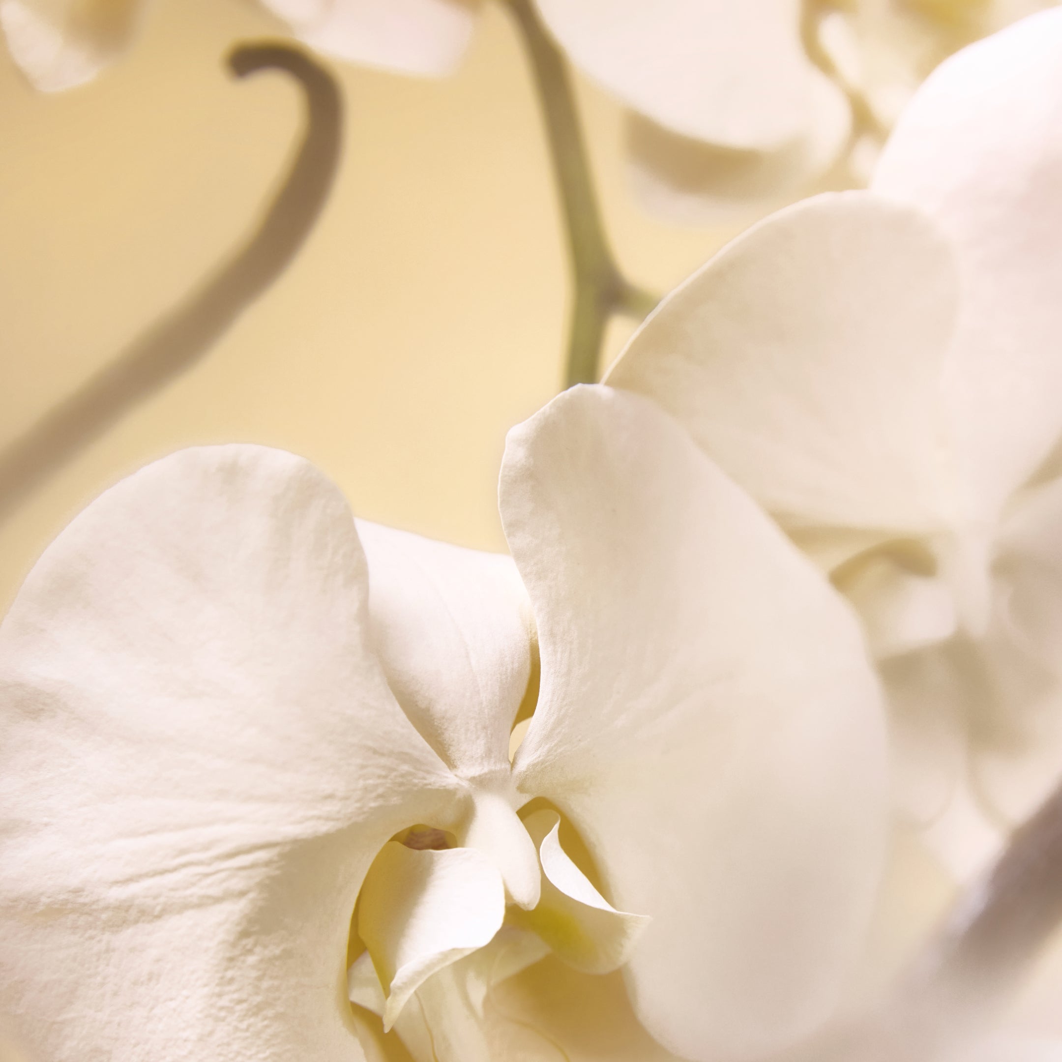 Airy Vanilla